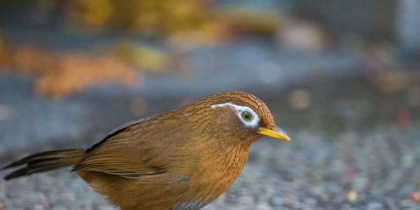 海安公安抓获3名嫌疑人！