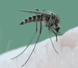 09fca60b59ab387e2eca725495385063.gif